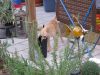 k-IMG_1826.JPG
