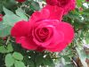 k-IMG_1883.JPG