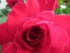 k-IMG_1884.JPG